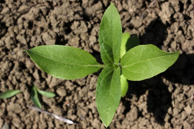 Foto folha de planta de tabaco