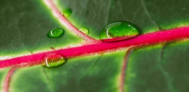 Folha de planta macro croton de fundo verde abstrato com gotas de água em um cenário natural