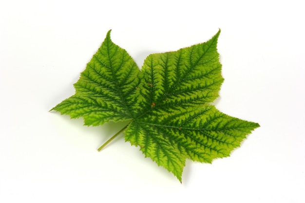 Folha de planta verde com bela textura no fundo branco