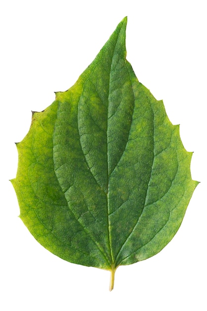 Foto folha de planta verde isolada no fundo branco