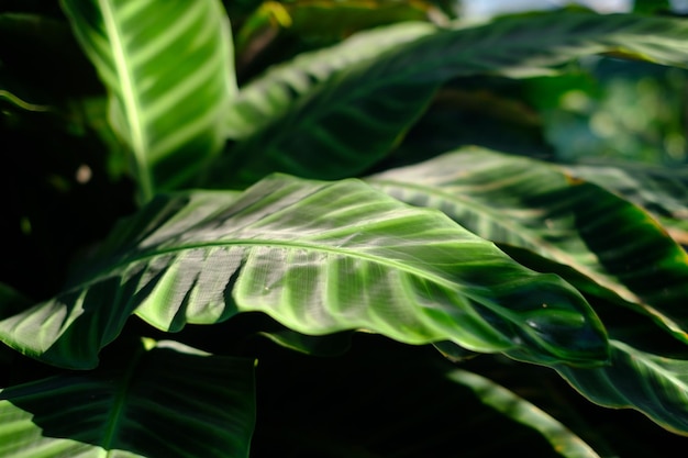 Folha de planta verde vista de perto planta tropical