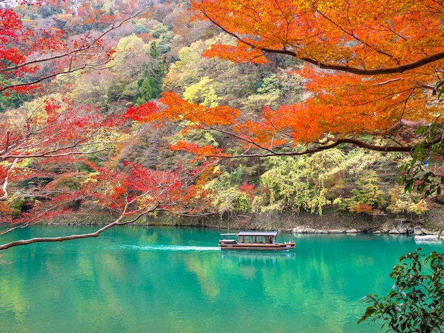 Folha de plátano vermelha através do rio de Katsura em Arashiyama, Kyoto.