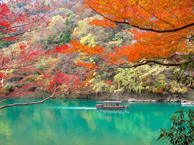 Folha de plátano vermelha através do rio de Katsura em Arashiyama, Kyoto.