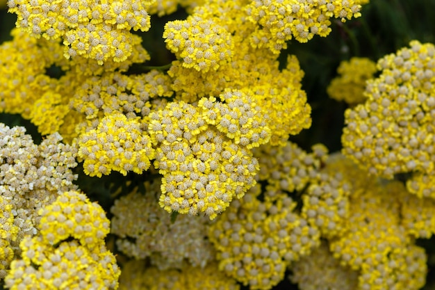 Folha de samambaia amarela yarrow achillea filipendulina florescendo no verão