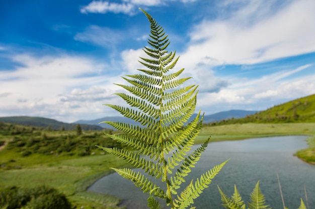 Folha de samambaia em cores verdes claras em um ramo de vegetação de fundo do céu