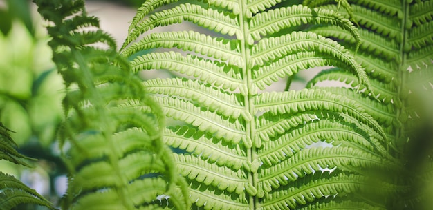 Folha de samambaia Folha de uma planta verde