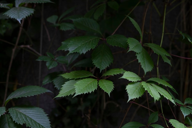 Folha de samambaia na floresta