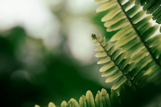 Folha de samambaia verde e fundo natural brilhante