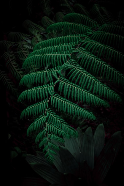 Foto folha de samambaia verde em fundo escuro