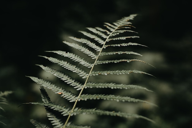 Folha de samambaia verde escura tropical na floresta ao ar livre Closeup foco seletivo de baixa chave