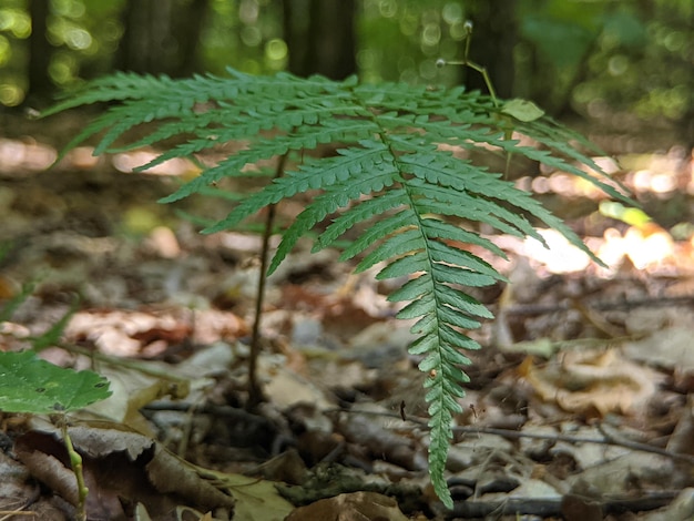 folha de samambaia verde na floresta