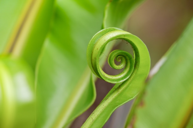 Folha de samambaia verde (samambaia asplenium)