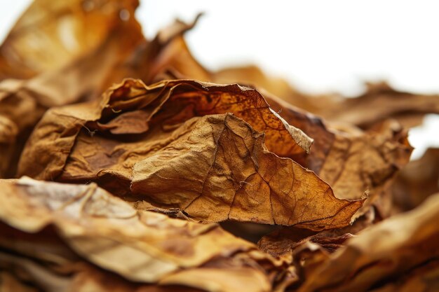 Foto folha de tabaco seca em close-up com estrutura visível em fundo branco