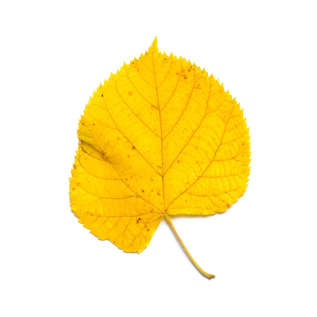 Folha de tília amarela de outono isolada no fundo branco