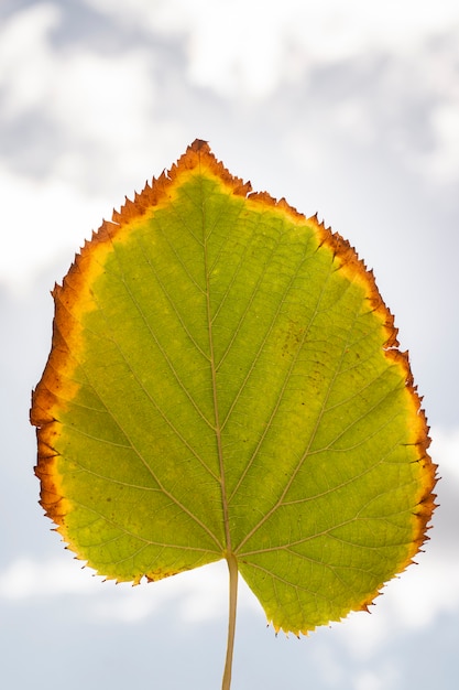 Foto folha de tilia americana