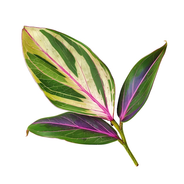 Foto folha de tradescantia isolada com forma de folha com padrão em forma de lança e em clipart de fundo limpo