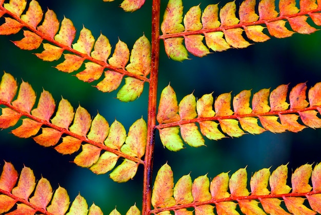 Foto folha de uma samambaia com as cores do outono