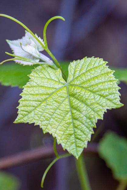 Folha de uva uma folha de uva vista através de uma lente macro em uma pequena cidade no Brasil foco seletivo de luz natural