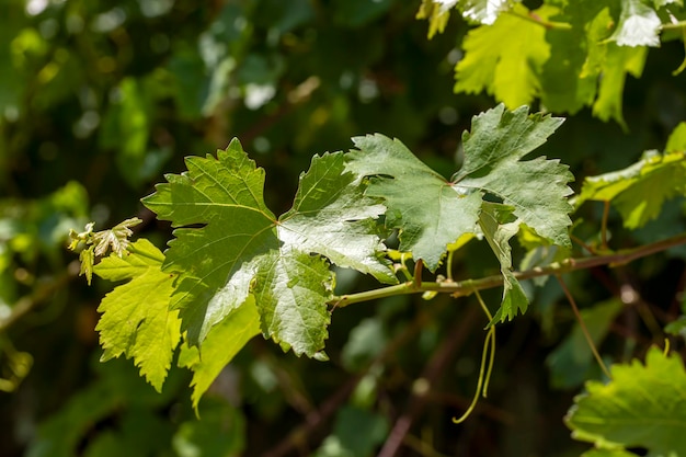 Folha de uva verde na videira, folha de videira