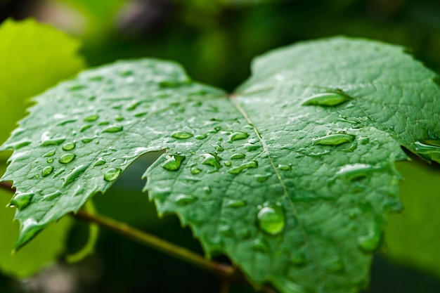 Folha de videira verde em gotas de chuva Vinhedo após uma tempestade Fundo natural