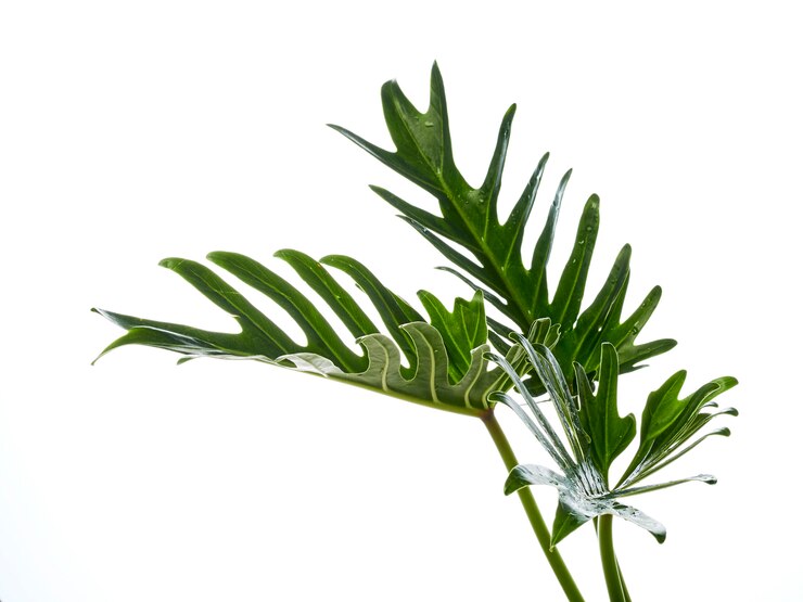 Folha de xanadu philodendron tropical aquarela