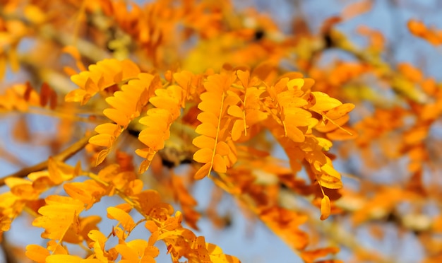 Folha dourada de uma árvore