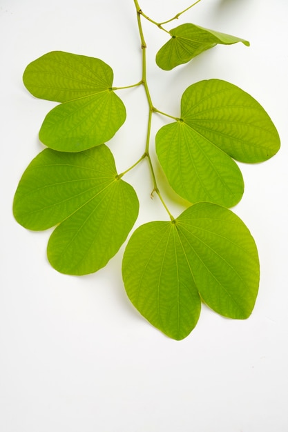 folha e arroz verde apta, festival indiano dussehra