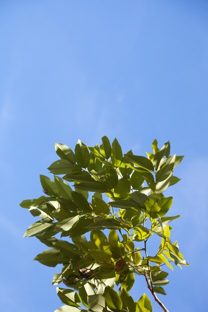 Foto folha e céu