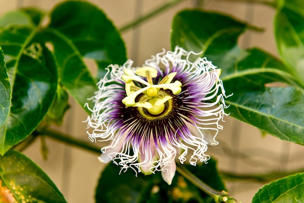 Folha e flor de maracujá amarelo