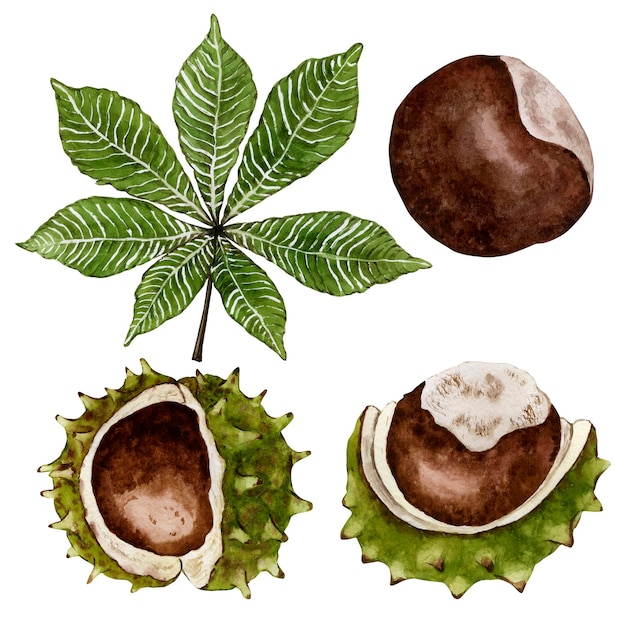 Folha e fruta castanha madura Ilustração em aquarela Ilustração de alta qualidade