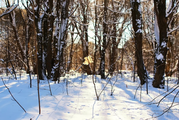 Folha em um galho de árvore de inverno