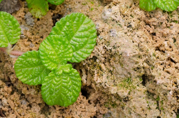 Folha Episcia no fundo de pedra