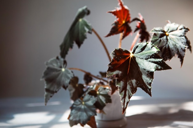 Folha fechada de Begonia Cleopatra no peitoril da janela à luz do sol brilhante com sombras Plantas de casa em vasos, cuidados e cultivo de decoração de casa verde