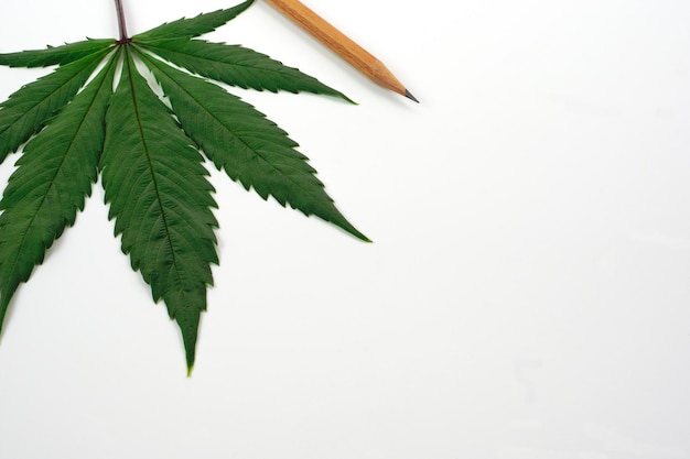 Folha fresca de cannabis ou maconha e um lápis. Natureza medicina e conceito de pesquisa.
