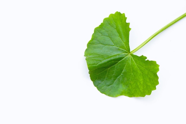 Folha fresca de gotu kola no fundo branco