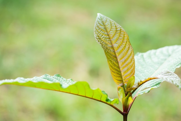 Folha fresca de Mitragyna speciosa ou árvore kratom Tiro ao ar livre sobre fundo desfocado