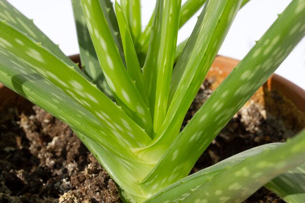 Folha fresca e verde da planta do aloe vera