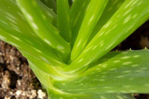 Folha fresca e verde da planta do aloe vera