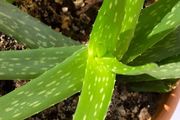 Folha fresca e verde da planta do aloe vera