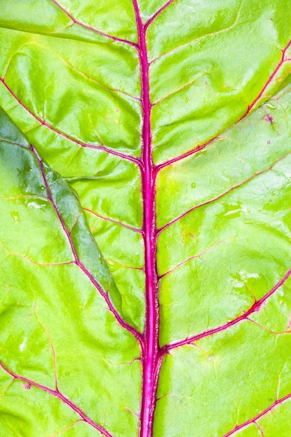 Foto folha fresca molhada de beterraba de jardim fechada