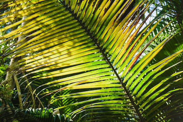 Folha grande de coco com sol brilhando