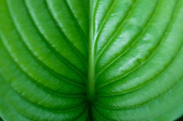Folha grande verde com nervuras