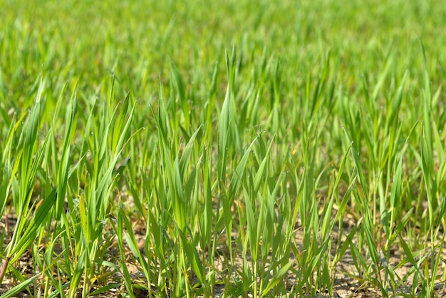 Folha jovem de trigo crescendo em um campo na primavera