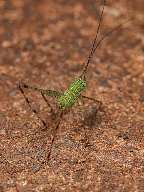 Folha Katydid Ninfa