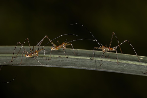 Folha Katydid Ninfa