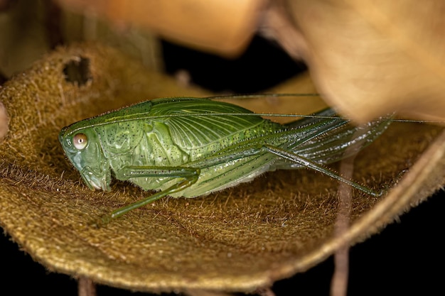 Folha Katydid Ninfa