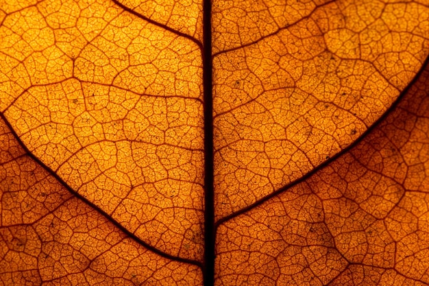Folha macro laranjamacro imagem de uma folha mostrando os detalhes surpreendentes nas folhas e também o incrível c