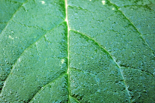 Folha macro verde com pingos de chuva