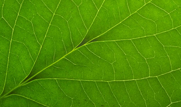 Foto folha macro verde