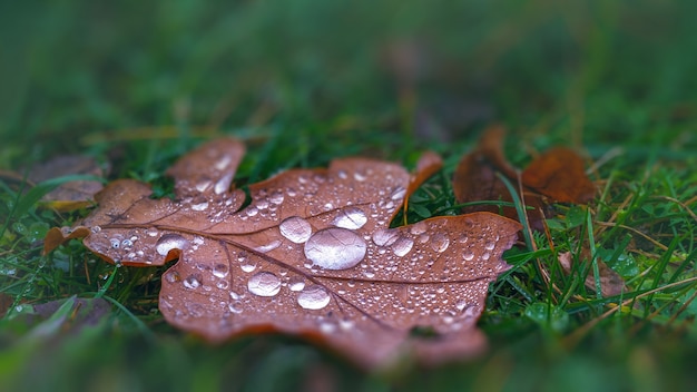 Folha marrom do outono em gotas de orvalho